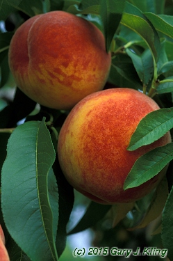 Prunus persica