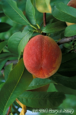 Prunus persica