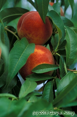 Prunus persica