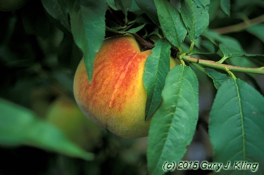Prunus persica