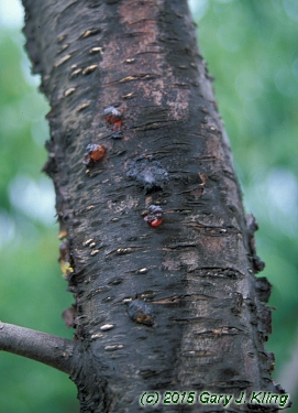 Prunus persica