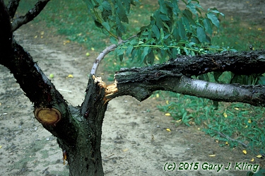 Prunus persica