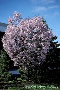 Prunus sargentii 'Columnaris' habit: UIPLANTS