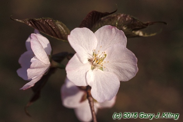 Prunus sargentii 'Columnaris'