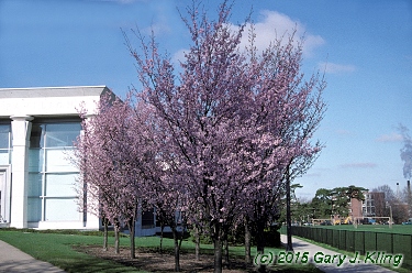 Prunus sargentii 'Columnaris'
