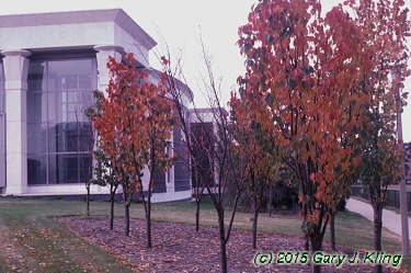 Prunus sargentii 'Columnaris'