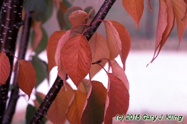 Prunus sargentii 'Columnaris'