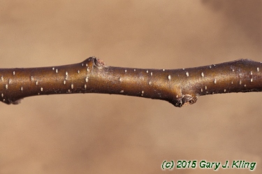 Prunus serotina