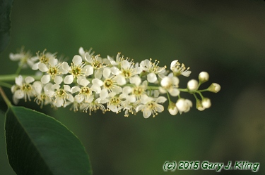 Prunus serotina