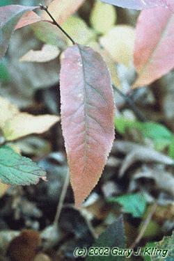 Prunus serotina