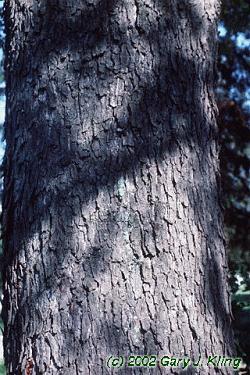 Prunus serotina