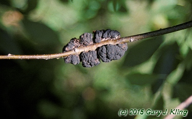 Prunus serotina
