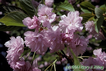 Prunus serrulata 'Kwanzan'