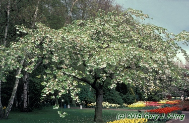 Prunus serrulata 'Shirotae'
