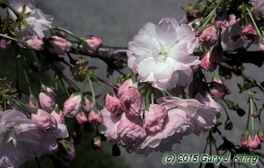 Prunus serrulata 'Shirotae'