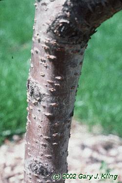 Prunus serrulata 'Shirotae'