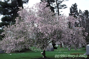Prunus subhirtella var. autumnalis