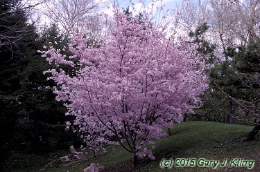 Prunus subhirtella var. autumnalis
