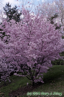 Prunus subhirtella var. autumnalis