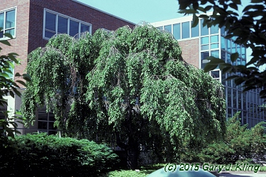 Prunus subhirtella var. pendula