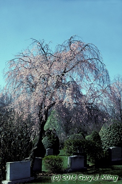 Prunus subhirtella var. pendula