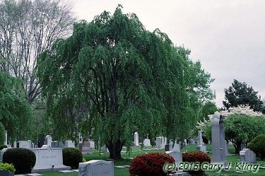 Prunus subhirtella var. pendula