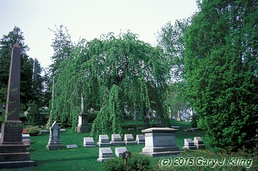 Prunus subhirtella var. pendula