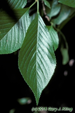 Prunus subhirtella var. pendula