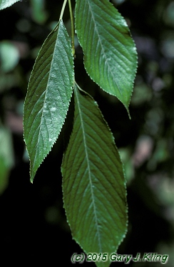 Prunus subhirtella var. pendula