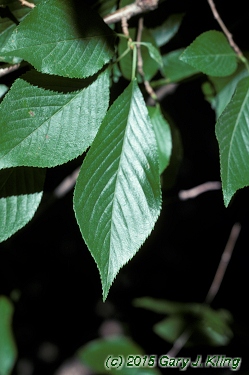 Prunus subhirtella var. pendula