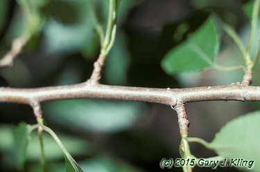 Prunus subhirtella var. pendula
