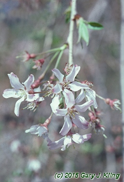 Prunus subhirtella var. pendula