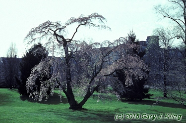 Prunus subhirtella var. pendula