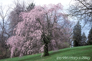 Prunus subhirtella var. pendula
