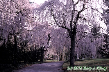 Prunus subhirtella var. pendula