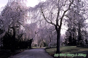 Prunus subhirtella var. pendula