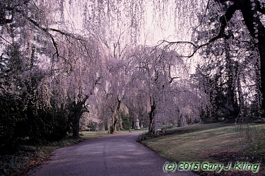 Prunus subhirtella var. pendula