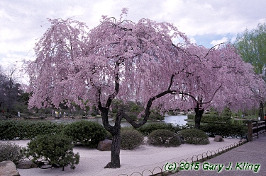 Prunus subhirtella var. pendula