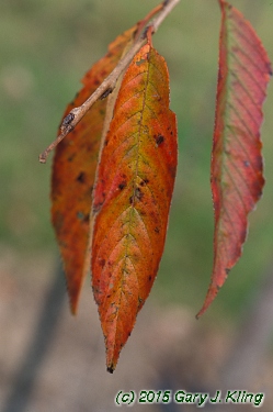 Prunus subhirtella var. pendula