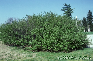 Prunus tomentosa