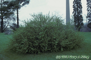 Prunus tomentosa
