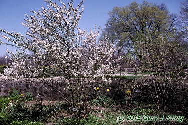 Prunus tomentosa