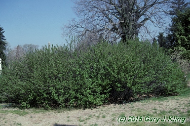 Prunus tomentosa