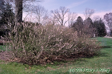 Prunus tomentosa