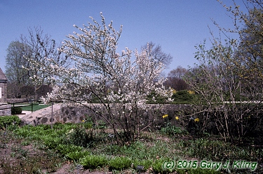 Prunus tomentosa