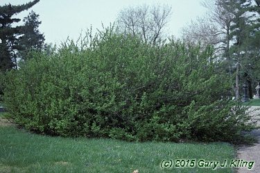 Prunus tomentosa