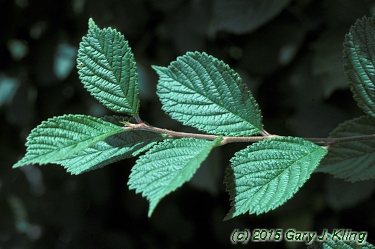 Prunus tomentosa