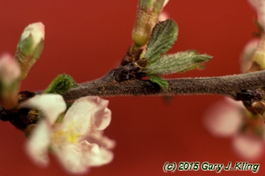 Prunus tomentosa