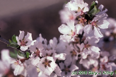 Prunus tomentosa