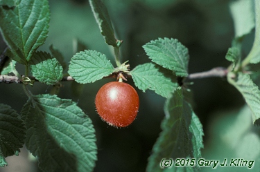 Prunus tomentosa
